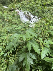 Girardinia diversifolia