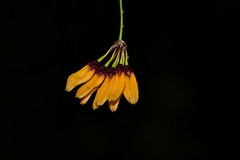 Bulbophyllum retusiusculum