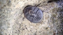 Polyphaga aegyptiaca