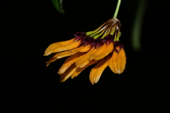 Bulbophyllum retusiusculum