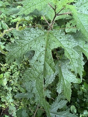 Girardinia diversifolia