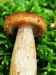 Tricholoma fulvum