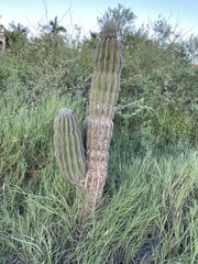 Pachycereus pringlei