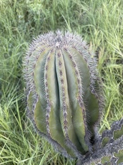 Pachycereus pringlei
