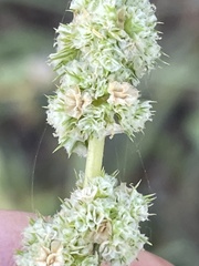 Amaranthus watsonii