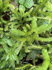 Lycopodium clavatum