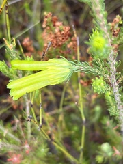 Erica unicolor