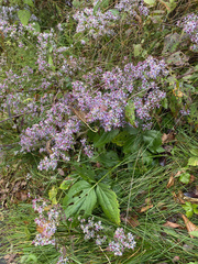 Symphyotrichum cordifolium