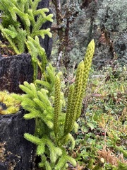 Lycopodium clavatum