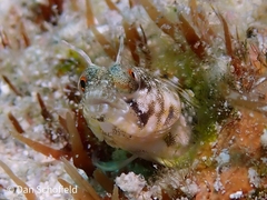 Emblemaria pandionis