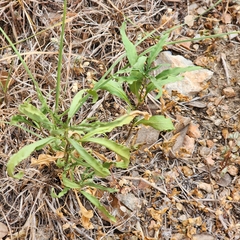 Chamaesaracha edwardsiana