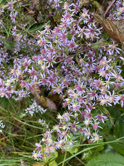 Symphyotrichum cordifolium