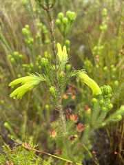 Erica unicolor