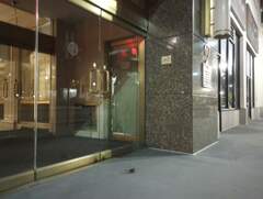 Zonotrichia albicollis