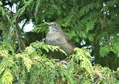 Turdus merula