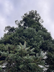 Abies spectabilis