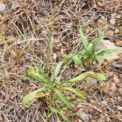 Chamaesaracha edwardsiana