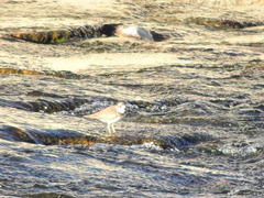 Charadrius placidus