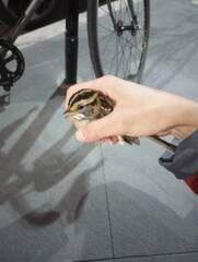 Zonotrichia albicollis