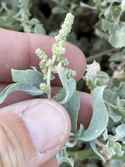 Atriplex barclayana