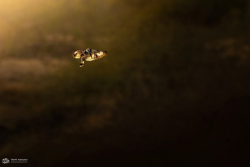 Pied Kingfisher (Ceryle rudis), photo 9