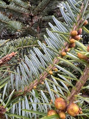 Abies spectabilis