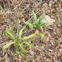 Chamaesaracha edwardsiana