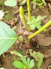 Dipterocarpus