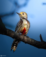 Leiopicus mahrattensis