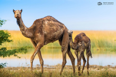Camelus dromedarius