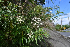Peucedanum formosanum