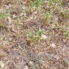 Chamaesaracha edwardsiana