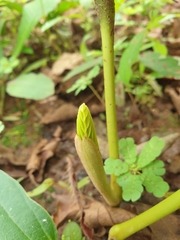 Dipterocarpus