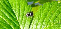 Heliophanus apiatus