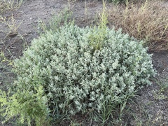 Atriplex barclayana