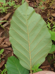 Dipterocarpus