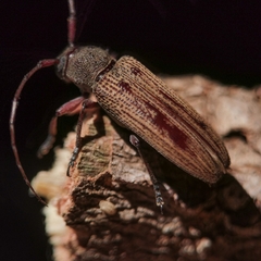 Ataxia operaria