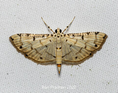 Pycnarmon cribrata