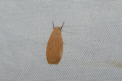 Danielithosia immaculata