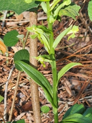 Habenaria floribunda