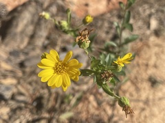 Bradburia pilosa