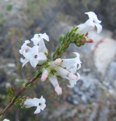Erica denticulata