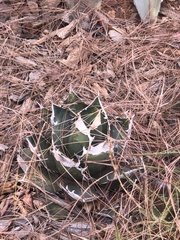 Agave titanota