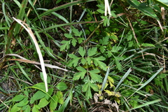 Peucedanum formosanum