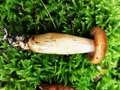 Tricholoma fulvum