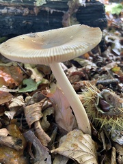 Amanita fulva