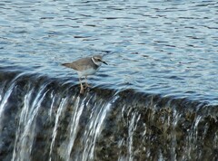 Charadrius placidus