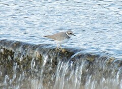 Charadrius placidus