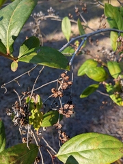 Vaccinioideae