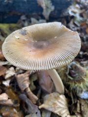 Amanita fulva